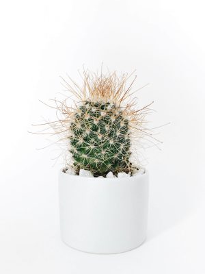 FurniiStore cactus